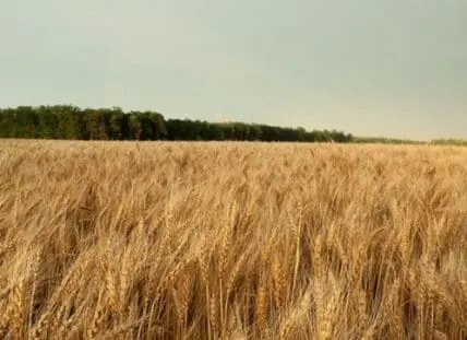 Golden wheat field with forest treeline in the distance under overcast sky