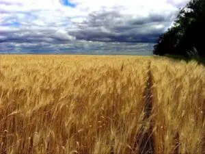 Golden wheat field with forest treeline under cloudy sky