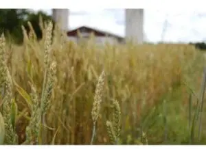 Mature wheat stalks in a field with farm buildings in the background