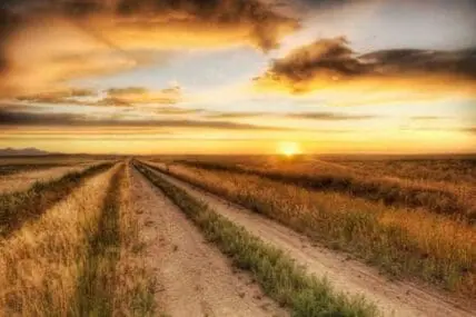 Vast agricultural field at sunset with parallel rows extending to the horizon