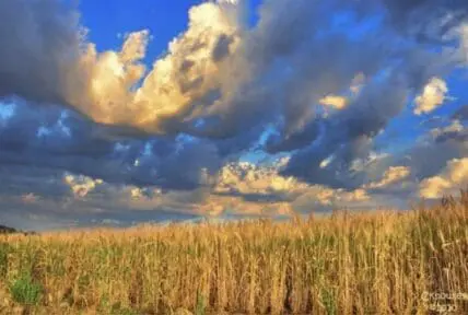 Golden wheat field under dramatic blue sky with clouds