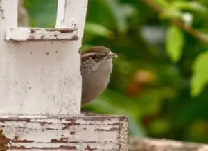 Small brown bird perched on weathered white wooden birdhouse