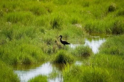 Wading bird in marsh habitat with shallow water and green vegetation