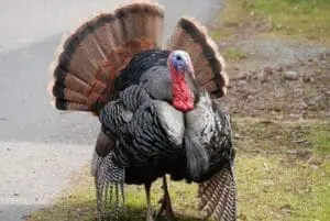 Wild turkey displaying with fanned tail feathers and colorful head