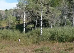 Aspen and conifer forest with undergrowth in Oregon wilderness area