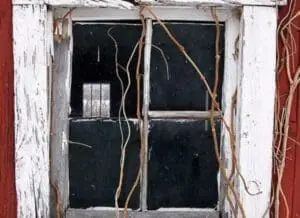 Deteriorated window with peeling white frame and dark glass panes covered in climbing vines
