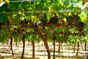 Mature grapevines with dark grape clusters growing on a trellis in a vineyard row