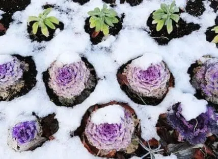 Purple ornamental kale plants covered in snow in a winter garden