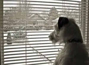 Dog gazing out window at snowy winter landscape through blinds