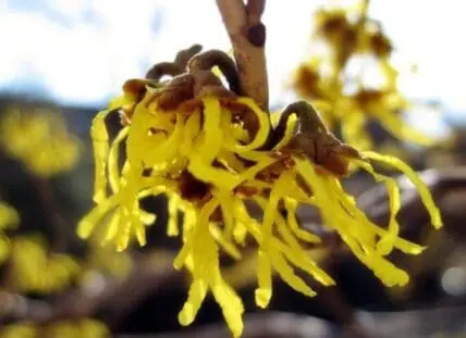 Bright yellow witch hazel flowers blooming on a branch with brown buds
