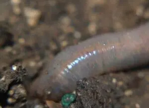 Close-up of earthworm in soil showing segmented body and iridescent bristles