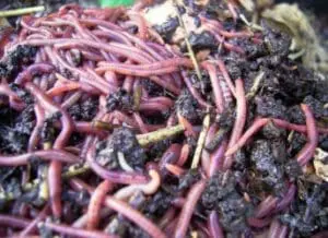 Red composting worms in dark soil and organic matter