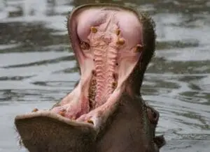 Hippopotamus with mouth wide open in water