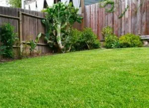 Lush green lawn with wooden fence and drought-tolerant plants along border