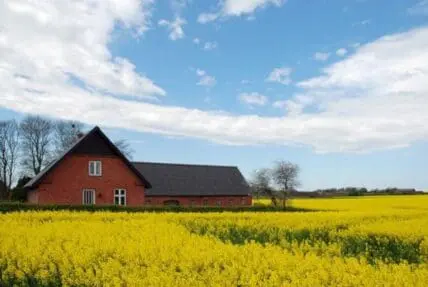Red brick farmhouse surrounded by yellow rapeseed crop field