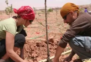Two people planting a young tree in dry, rocky soil at an organic farm.