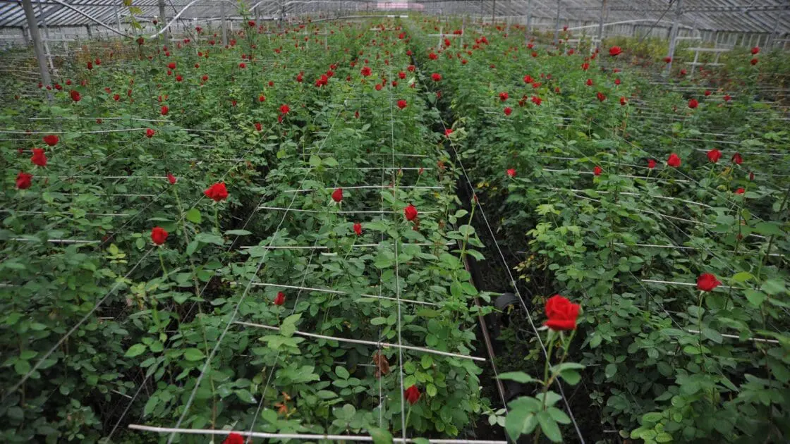 Roses for Autism grows roses and opportunities.