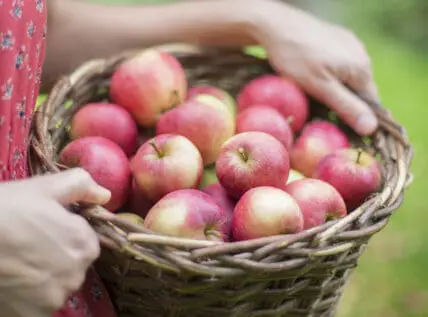 15 Ways to Celebrate (and Eat!) Autumn and Apple Season