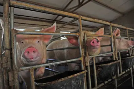 2nd Pig Infected with E. Coli Resistant to Last Resort Antibiotics, Says USDA