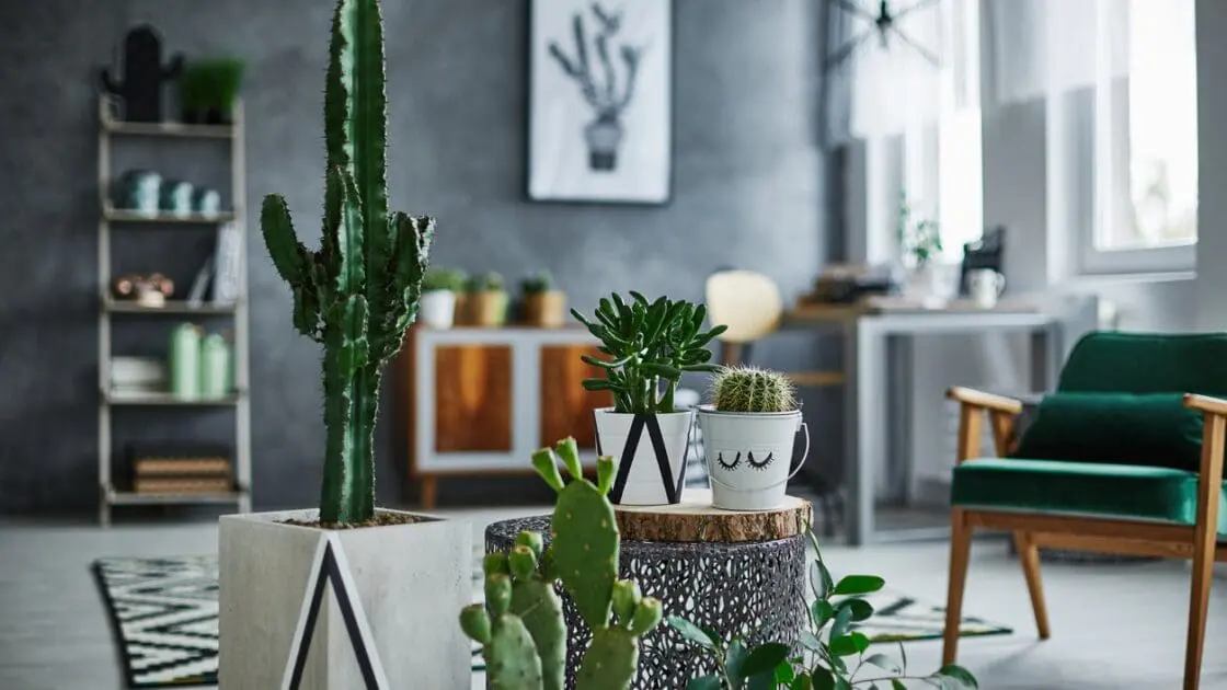 5 Low-Maintenance Succulents