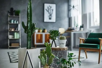 5 Low-Maintenance Succulents