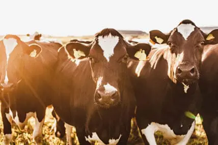 60% of Global Biodiversity Loss Linked to Meat Consumption