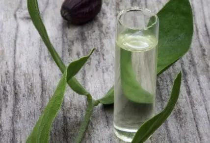 7 Jojoba Oil Benefits: Are You Missing Out On the Current 'It' Oil?