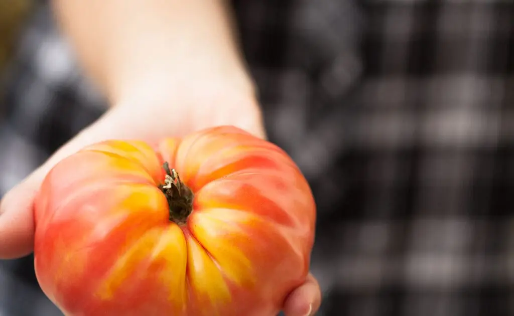 7 Steps to Save Heirloom Tomato Seeds and Start Your Own Seed Bank