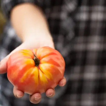 7 Steps to Save Heirloom Tomato Seeds and Start Your Own Seed Bank