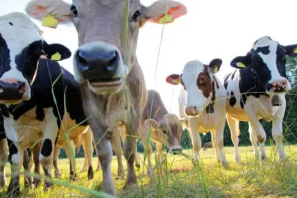 Ahimsa Milk: Dairy I Can Actually Support