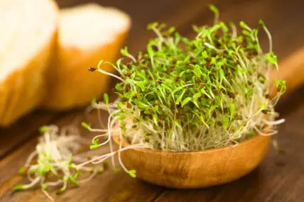 What is sprouting and how to do it yourself