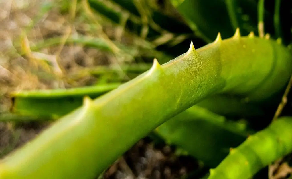 aloe