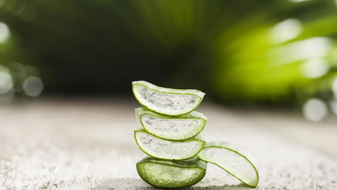 aloe vera
