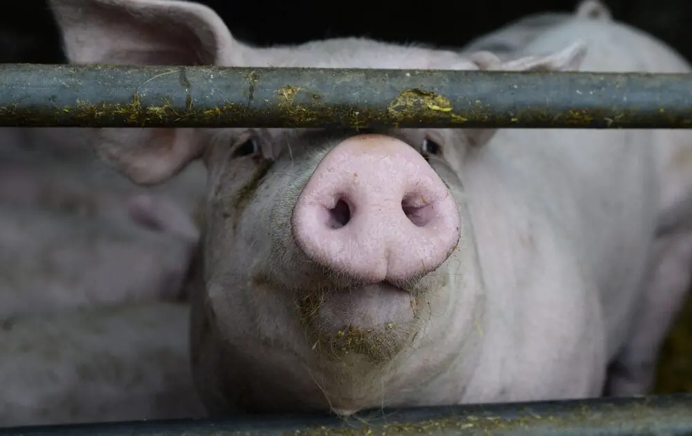 Minnesota Hog Farm Workers Suspended After Undercover Video Shows Systematic Animal Cruelty and Neglect