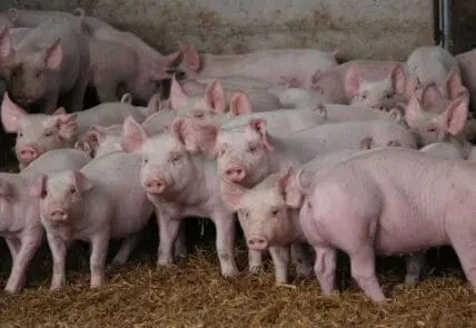 Antibiotic Resistance to 'Last Resort' Colistin Spreading Worldwide