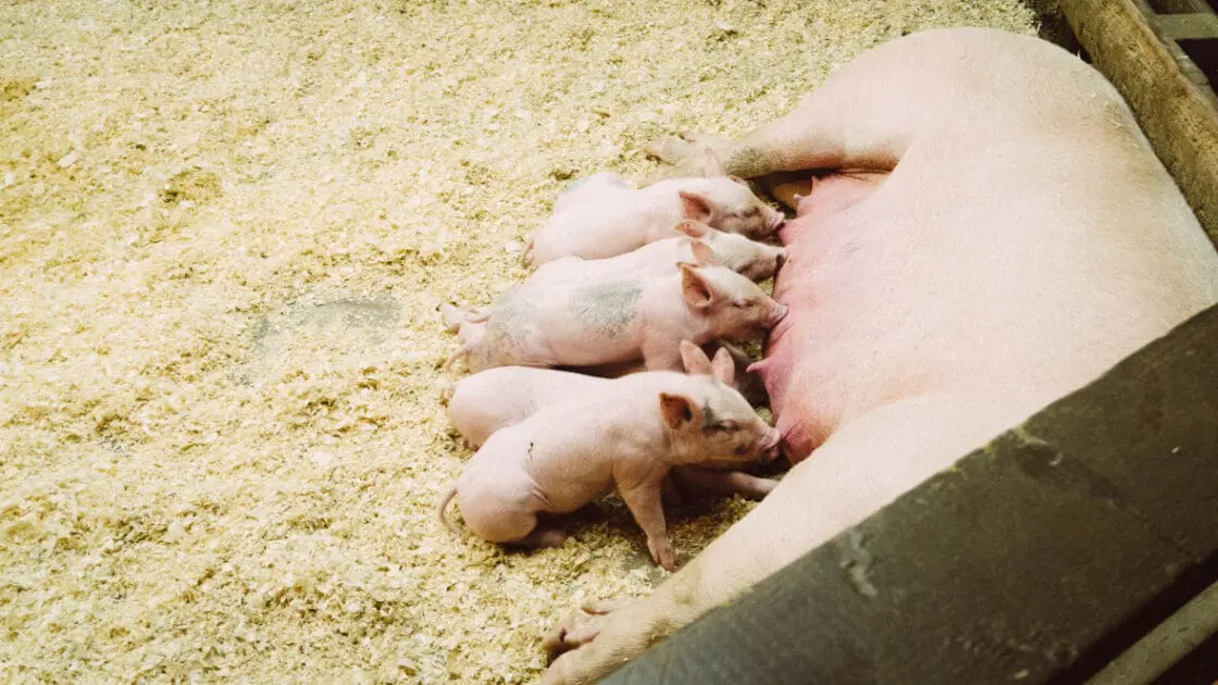 Antibiotic-Resistant Bacteria Pose Serious Health Concerns, WHO Reports
