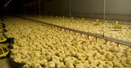 Antibiotic Use in Livestock Declines, Chicken Industry Leads the Charge