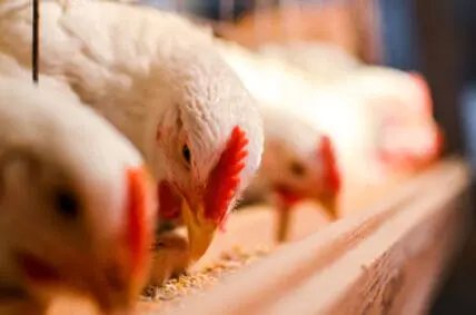 Antibiotic use on the rise