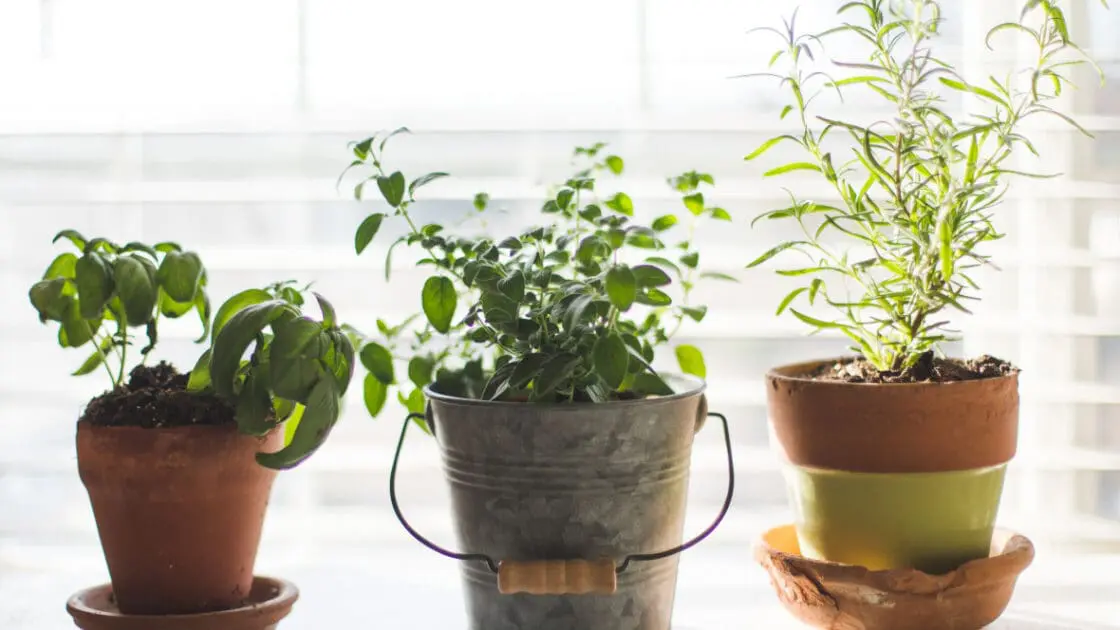 7 Easiest Herbs to Grow in Your Apartment Garden [With Expert Advice From  Pros] - Organic Authority