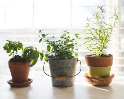 Image of window sill garden with three herb pots perfect for an apartment garden
