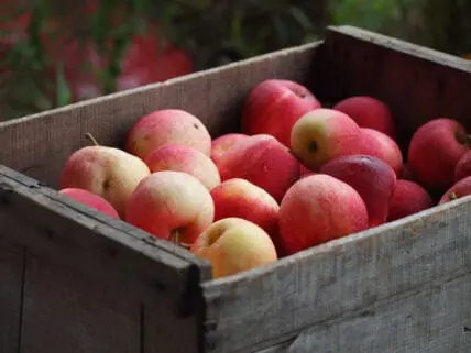apples
