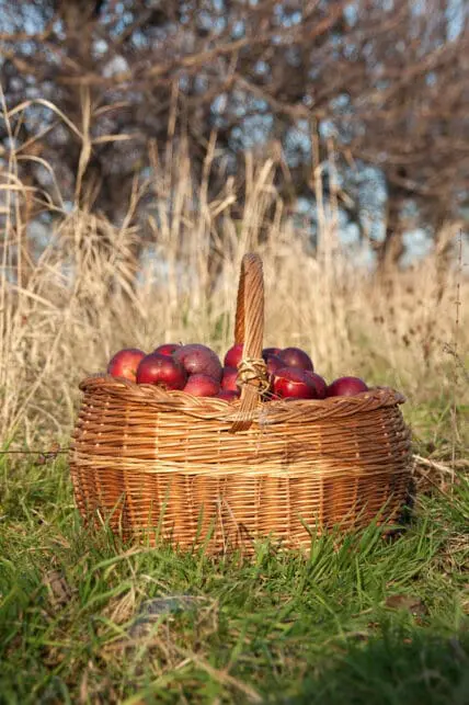 apples