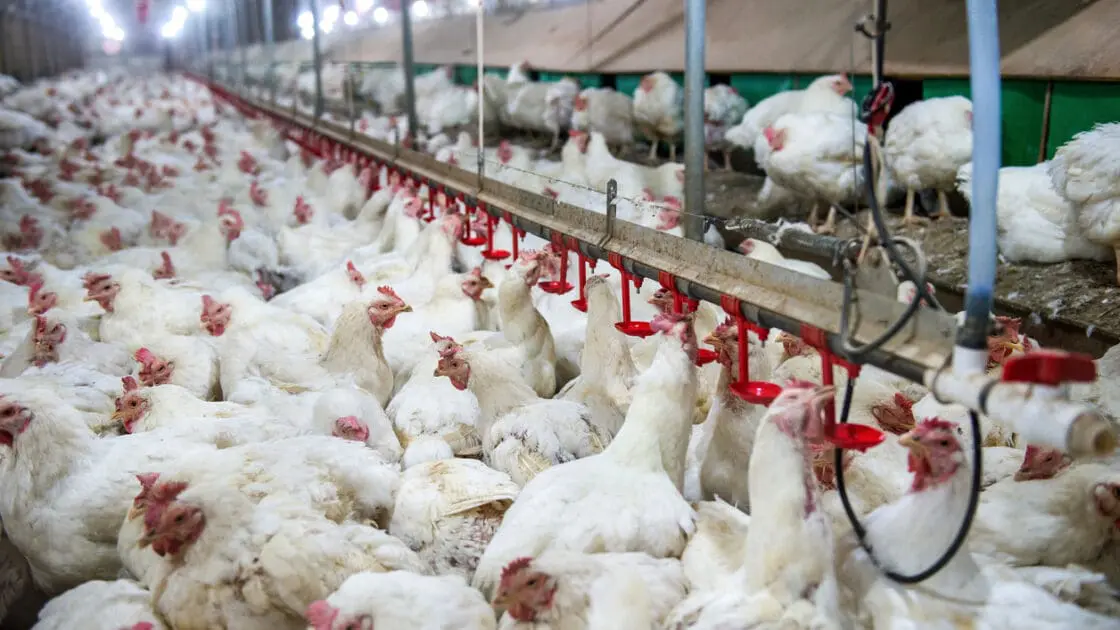 Are Better Regulation for Humane Slaughter of Poultry Finally Happening?
