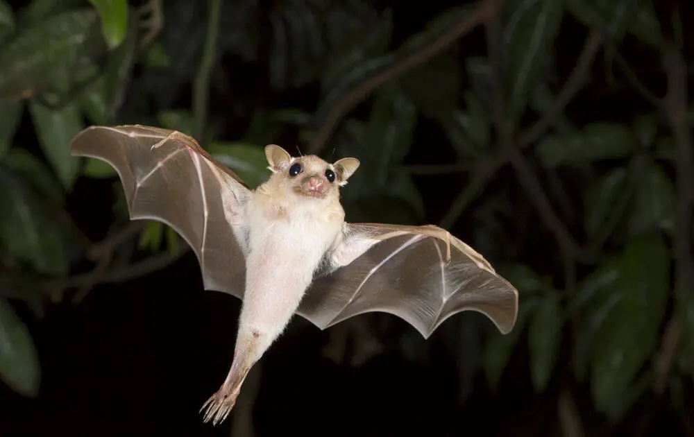 Which Types of Bats are True Superheroes? Pretty Much All of Them, and Here's Why