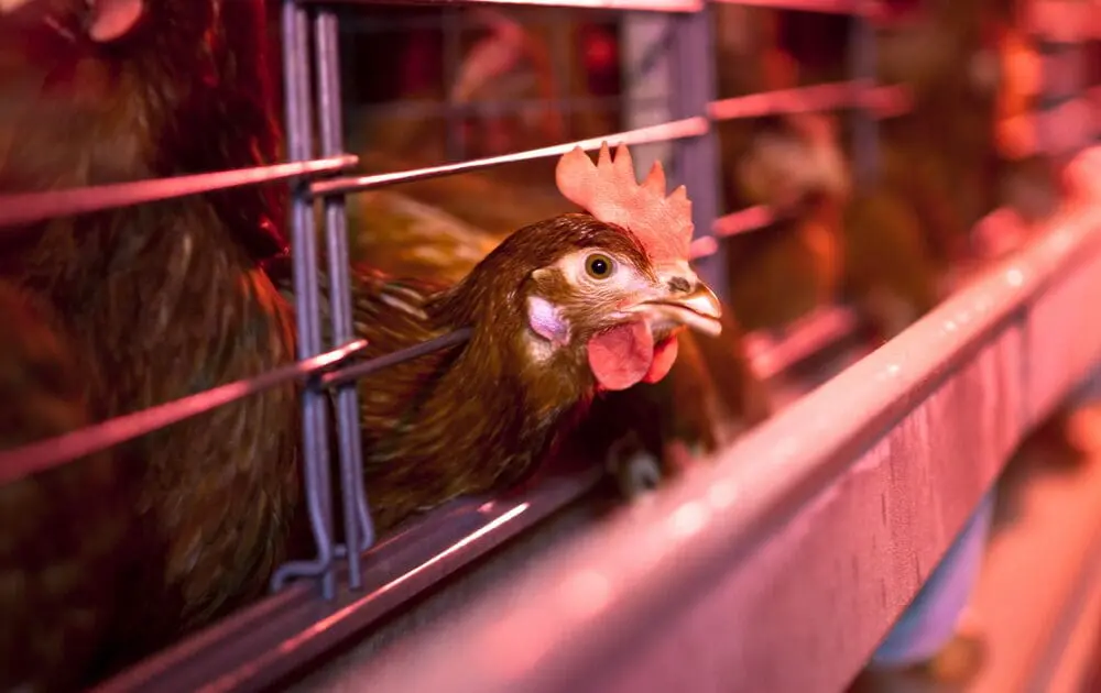 Egg-Producing States Sue Over California’s New Animal Welfare Laws