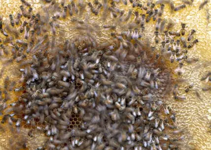 bee swarm