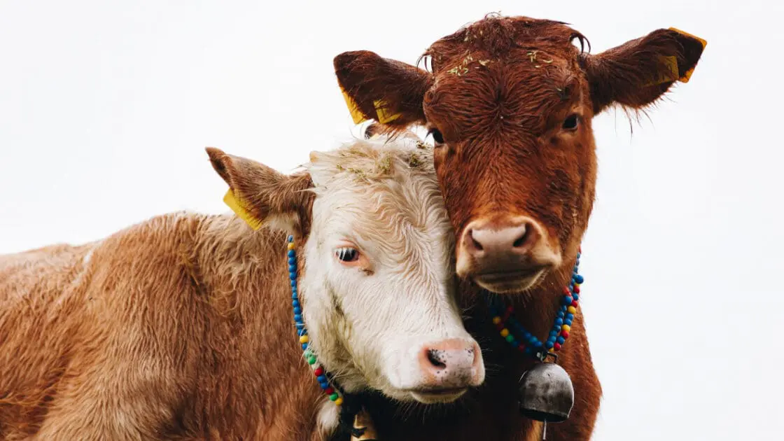 two cows nuzzling