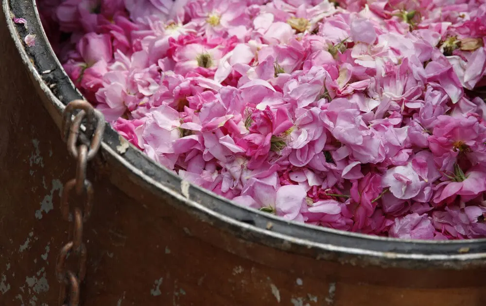 Benefits of Rose Water: A Must Have Summertime Skin Fixer