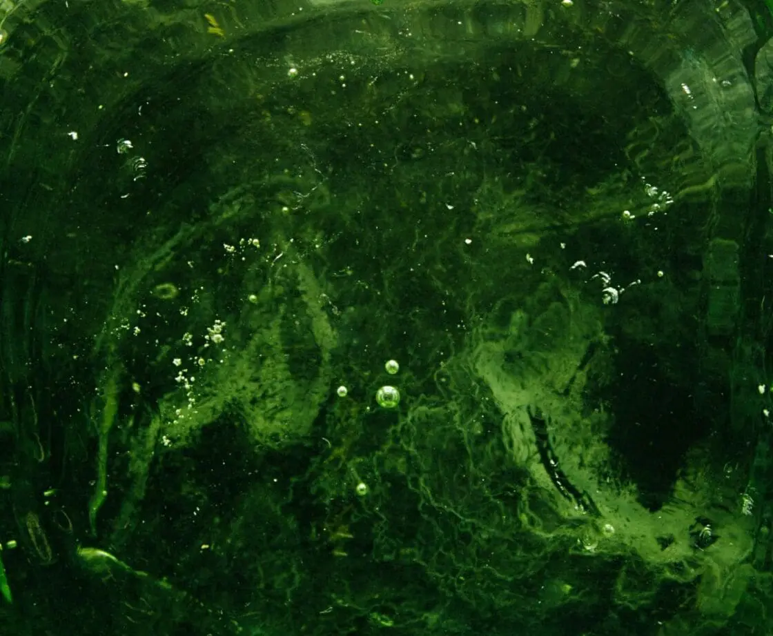 Image green chlorophyll-rich water showing the health benefits of wheatgrass and wheatgrass juice.