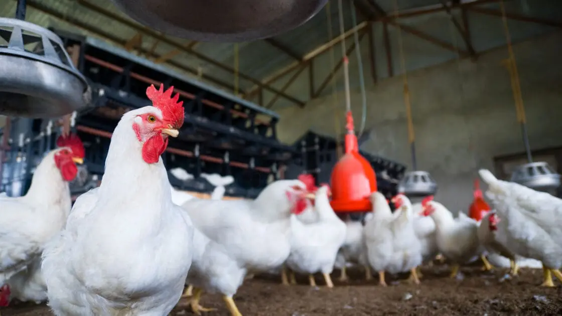Big Food Accuses Big Chicken of Collusion and Price Fixing